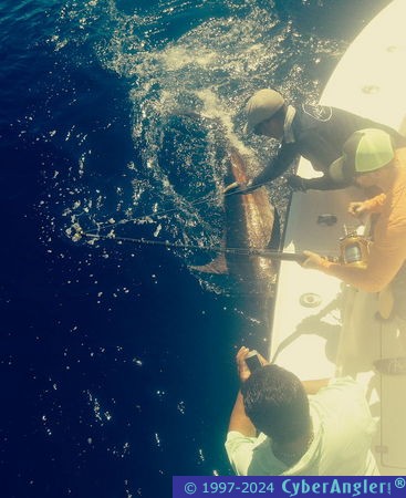 375 lb. Blue Marlin in Miami