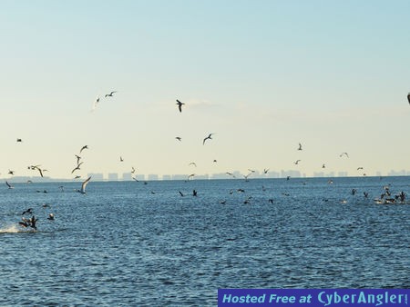 Massive School Of Fish Busting Bait