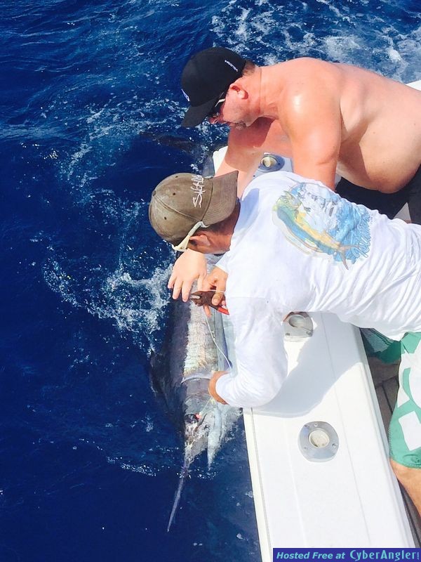 Blue marlin