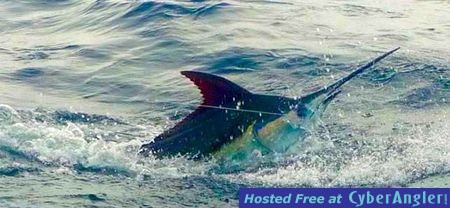 Costa Rica Marlin