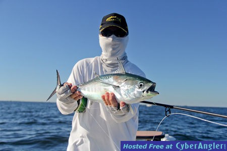 False Albacore on fly Tampa