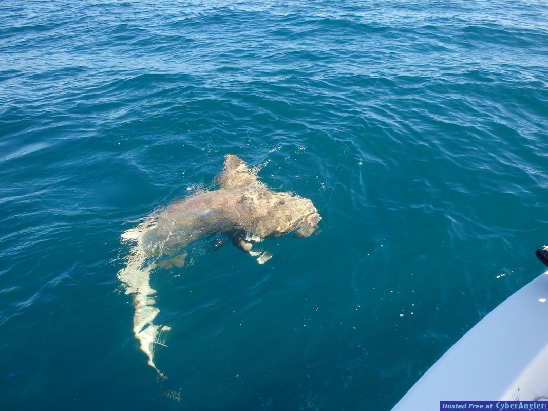 Nurse_shark_3
