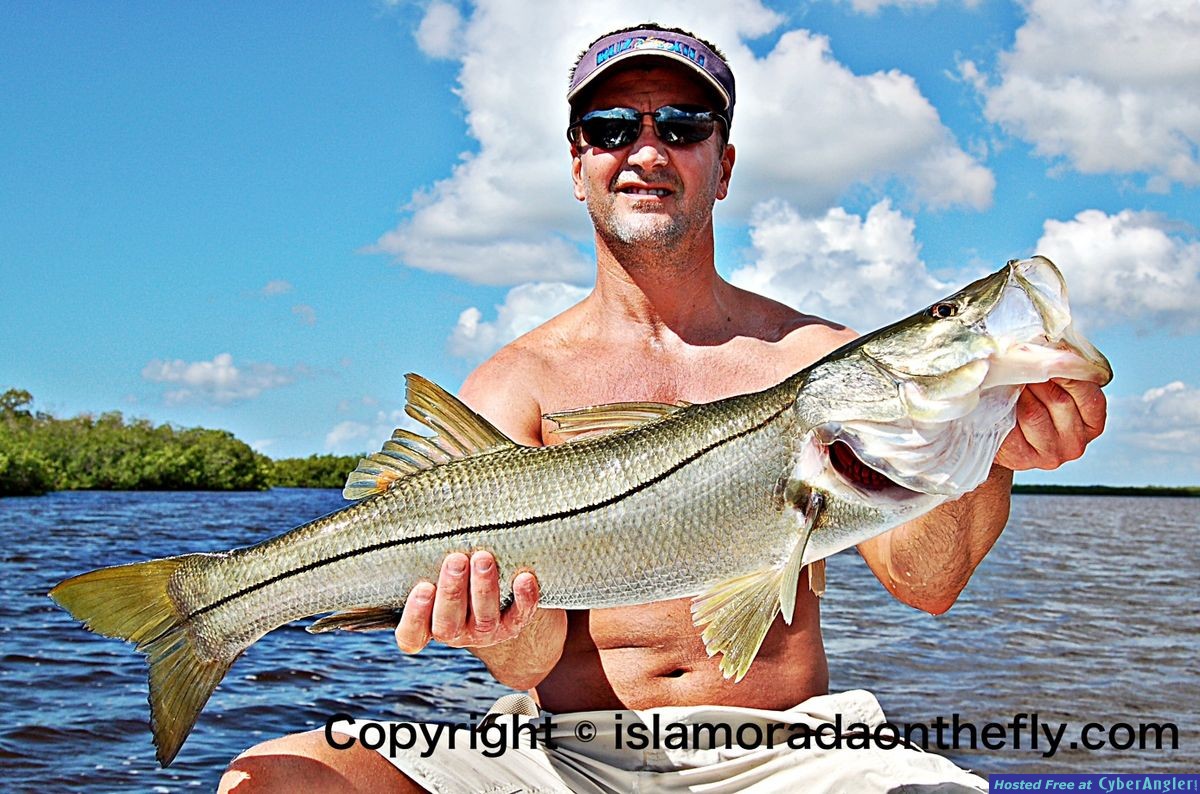 Snook on fly