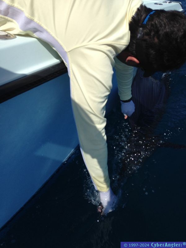 Early Season Sailfish