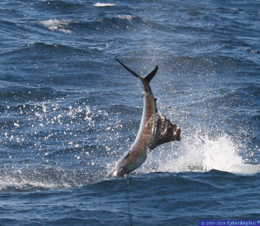 IMG_3298_inverted_sailfish