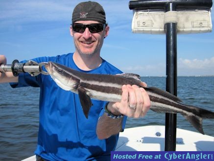 Steve McClintock Sarasota Bay CAL shad cobia