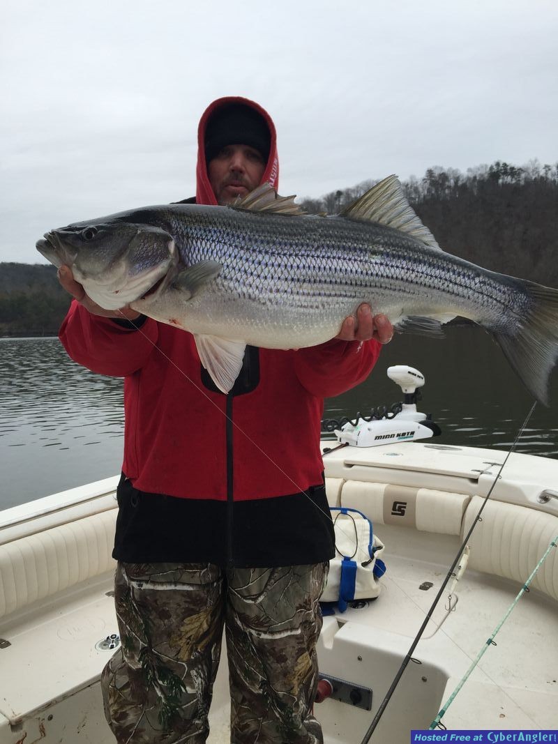 Lewis Smith Lake Striper