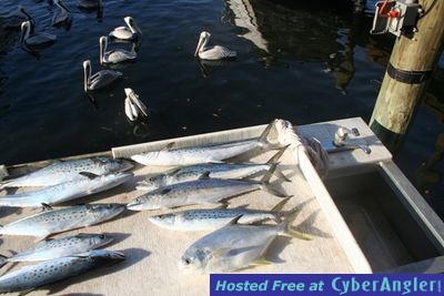 pompano and mackerel catch w/ Capt. Mike Locklear