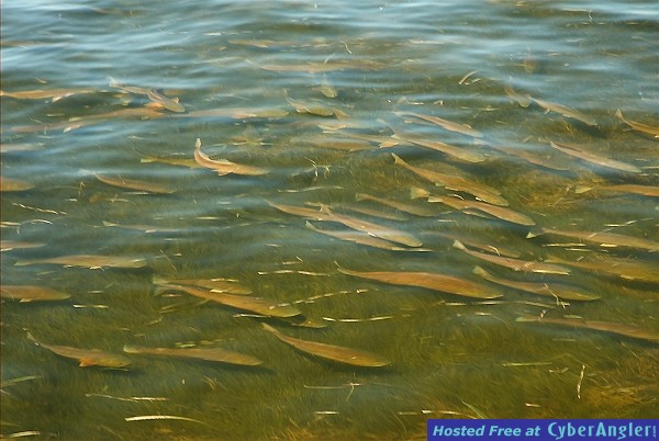 Massive Redfish School off Homosassa