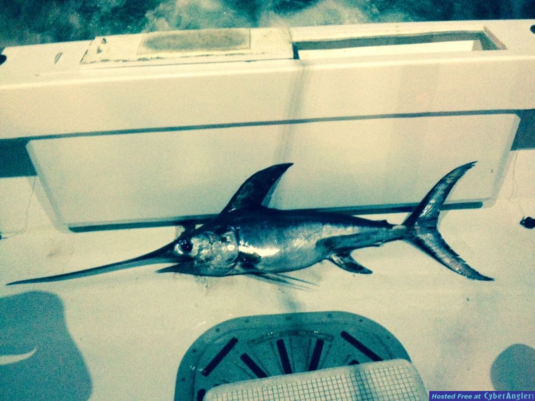 SwordFish trip Lady pamela 2