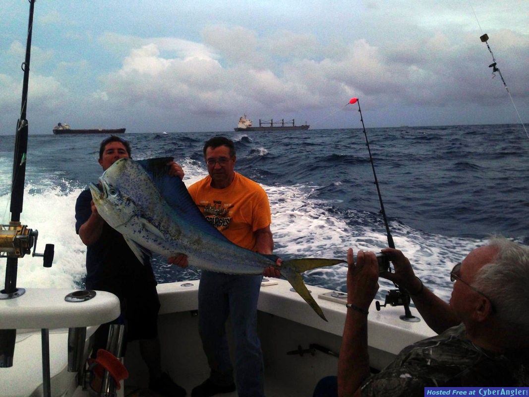 Bull Dolphin