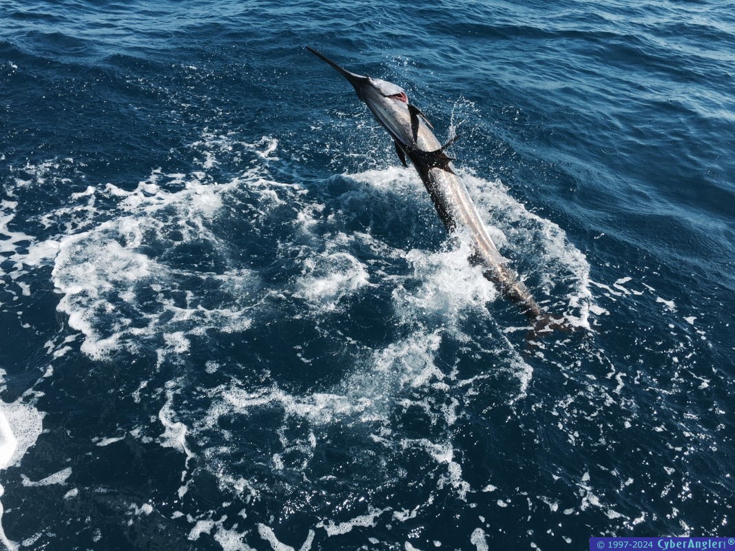 Jan2015_Sailjumpweb