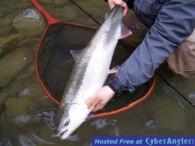 Terrace BC Fly Fishing Guide REPORTING