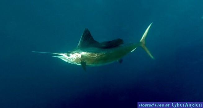 Sailfish
