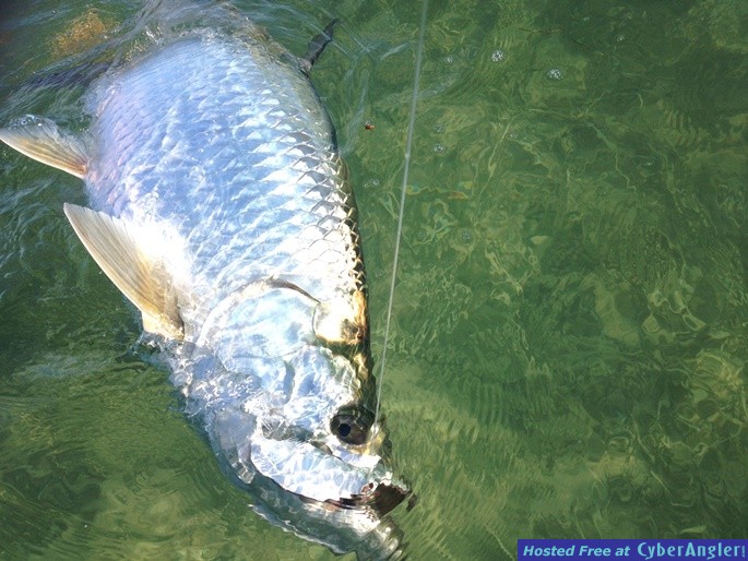 Click to Enlarge Photo