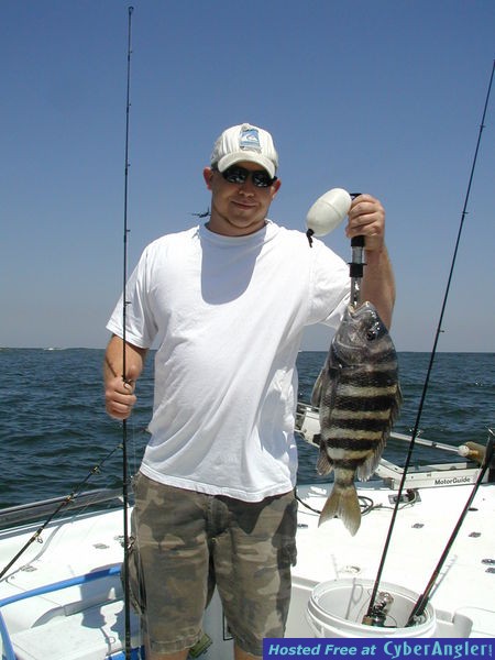 sheephead