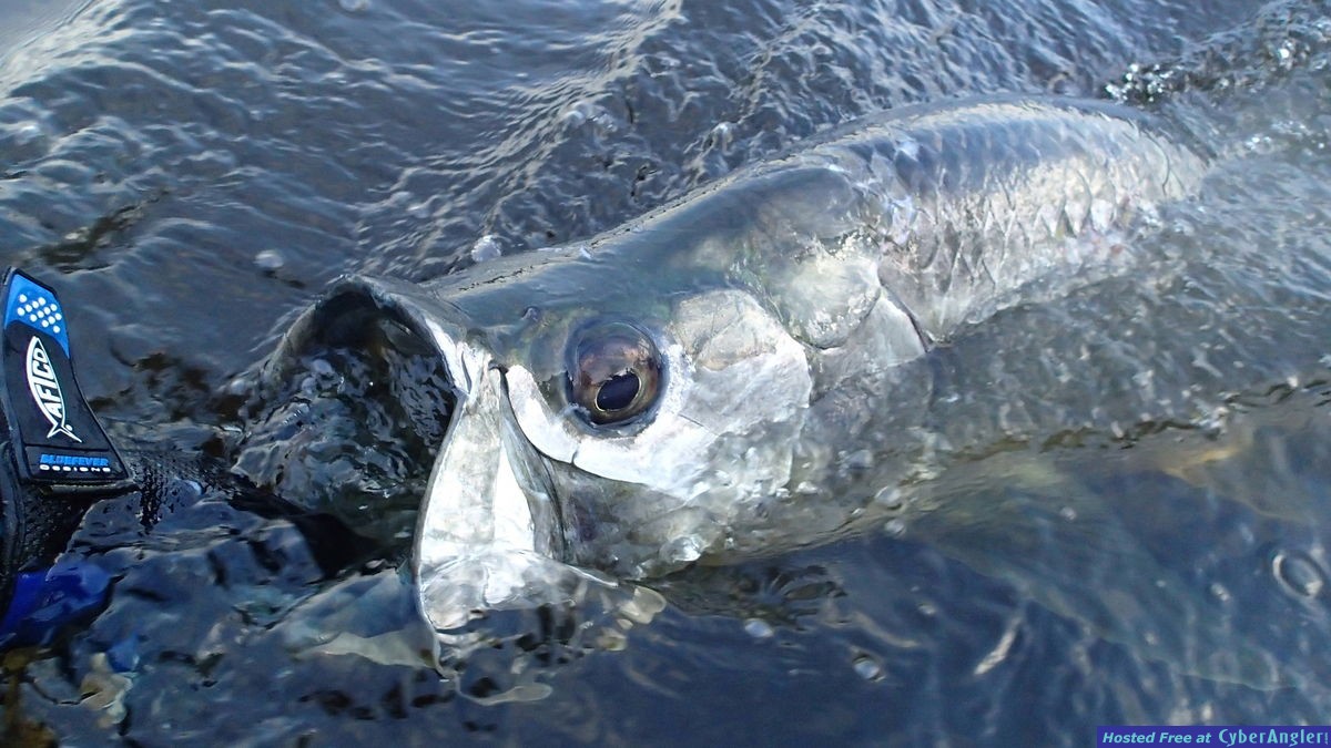 tarpon_41