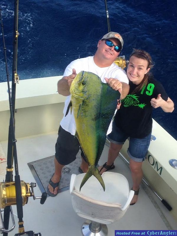 bull Dolphin