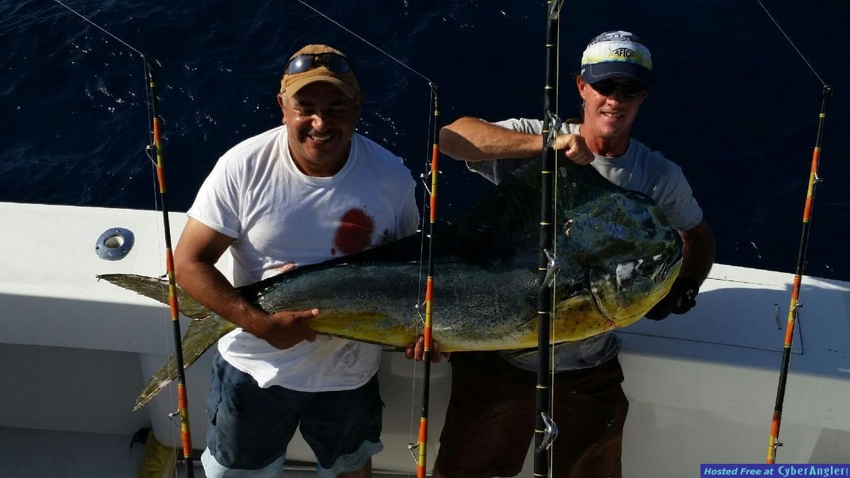 Monster Bull Dolphin