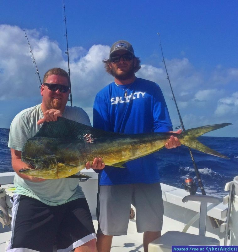 florida_keys_easy_dolphin