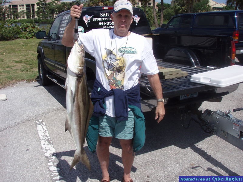 Jupiter Inlet Cobia