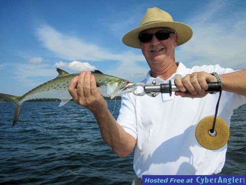 ohn Mathis Sarasota Bay CAL shad Spanish mackerel