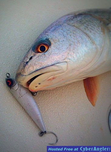 Click to Enlarge Photo