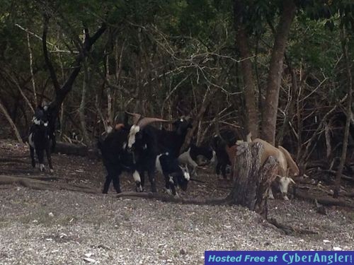 Click to Enlarge Photo