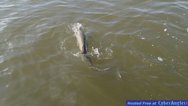 tarpon_release_5