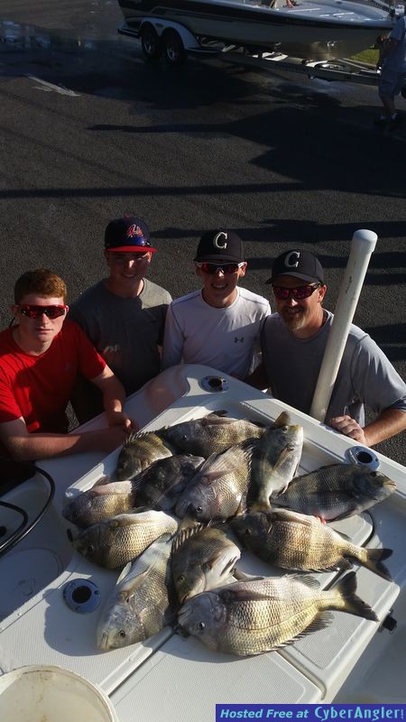 Sheepshead