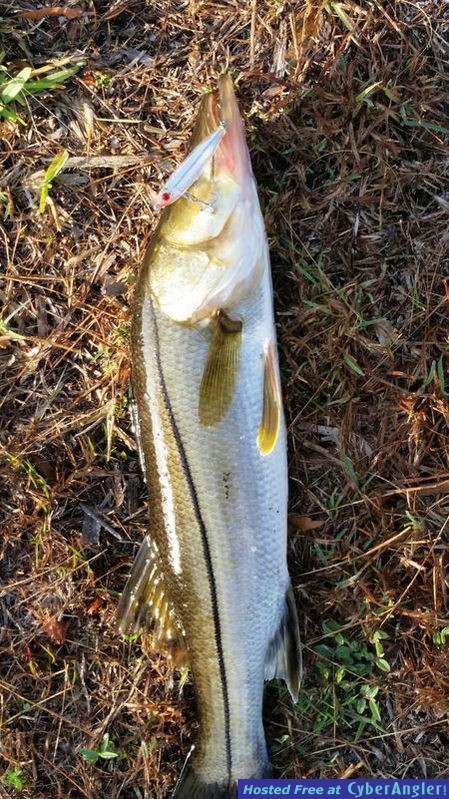 Snook_and_MirroMinnow