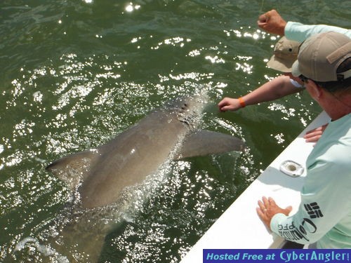 Big Lemon Shark