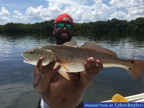 Lots of Fish In Tampa - 40 inchers almost a Guarantee