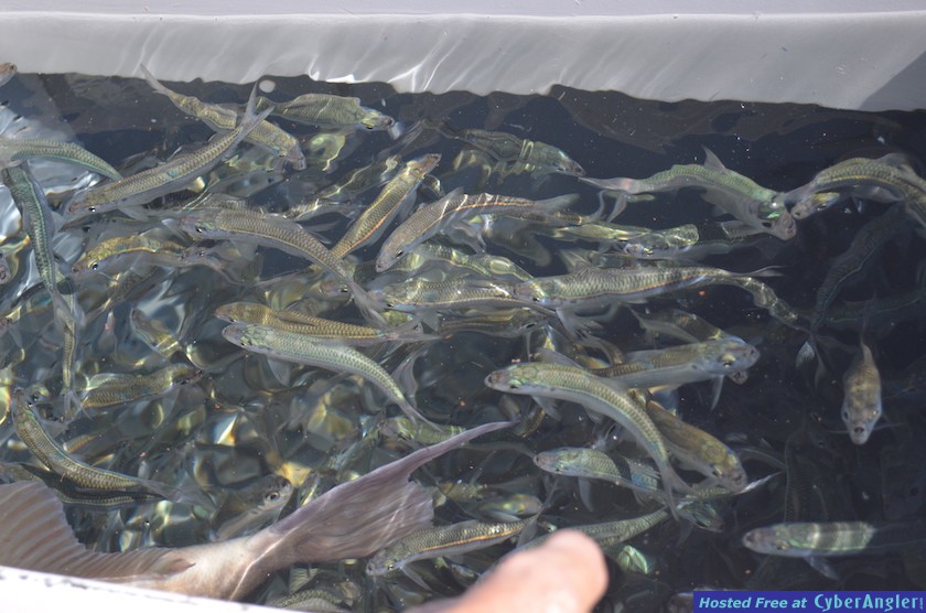 Click to Enlarge Photo