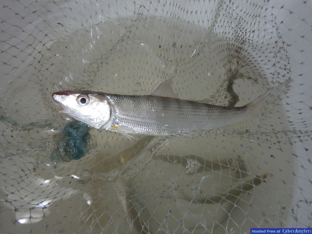Bonefish_2