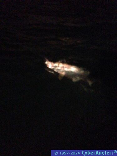 Click to Enlarge Photo