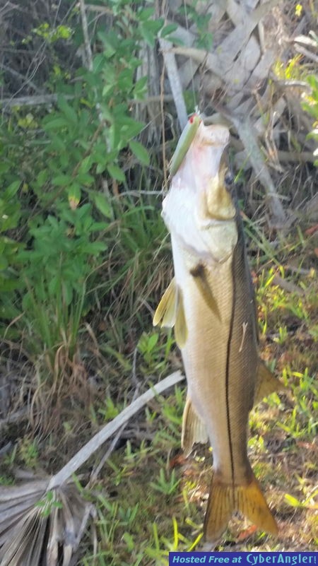 MirroMinnow_n_snook