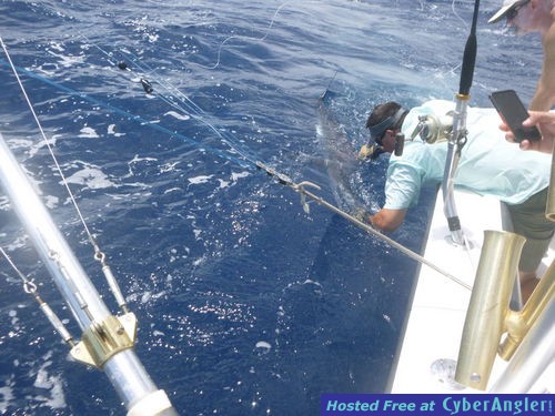 White marlin release