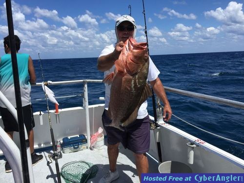 red grouper