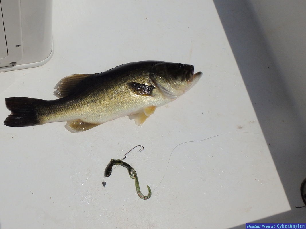 Largemouth_n_Trigger_X_lizard