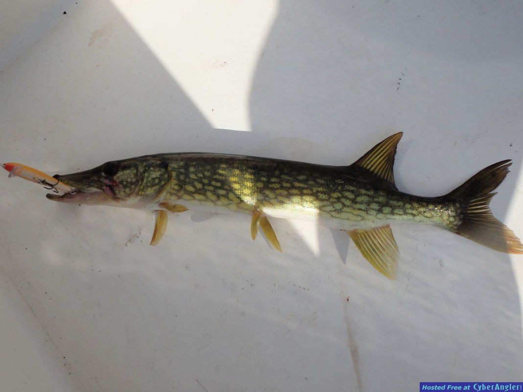 Pickerel_n_Floating_Minnow