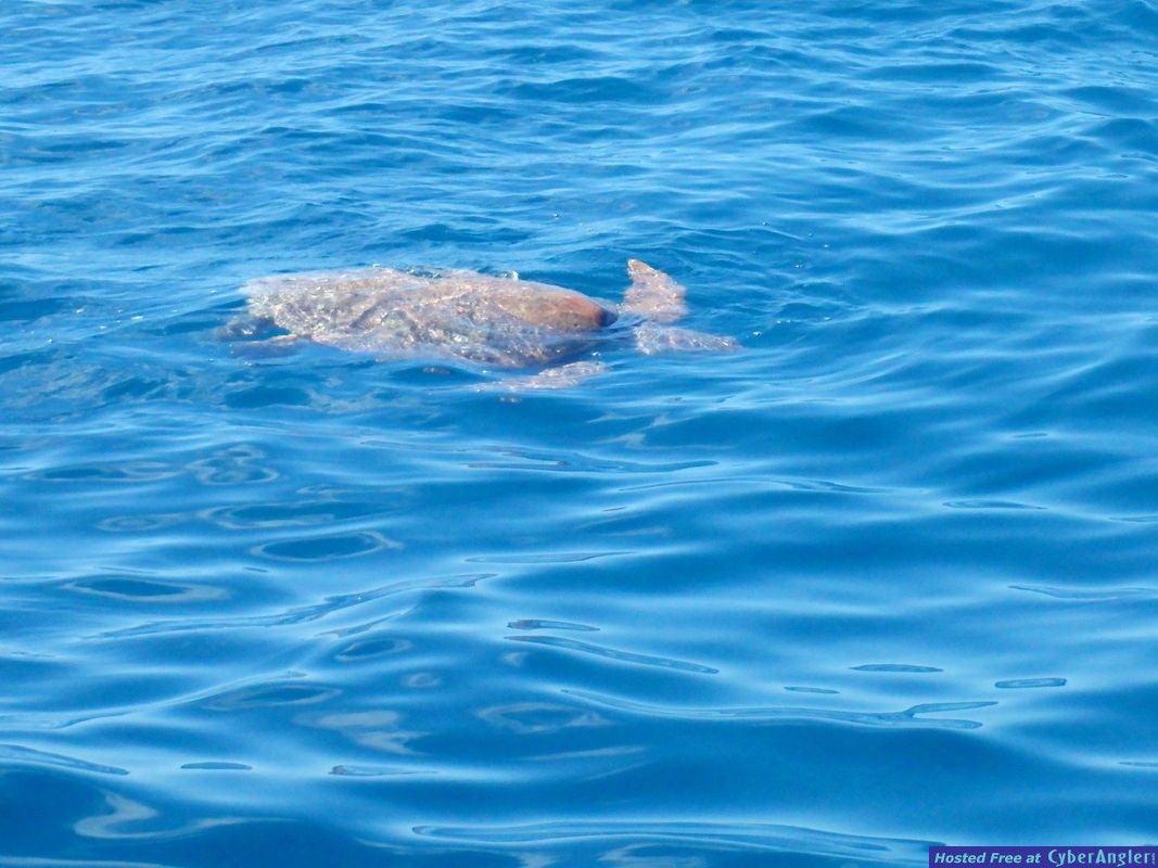 Sea_turtle