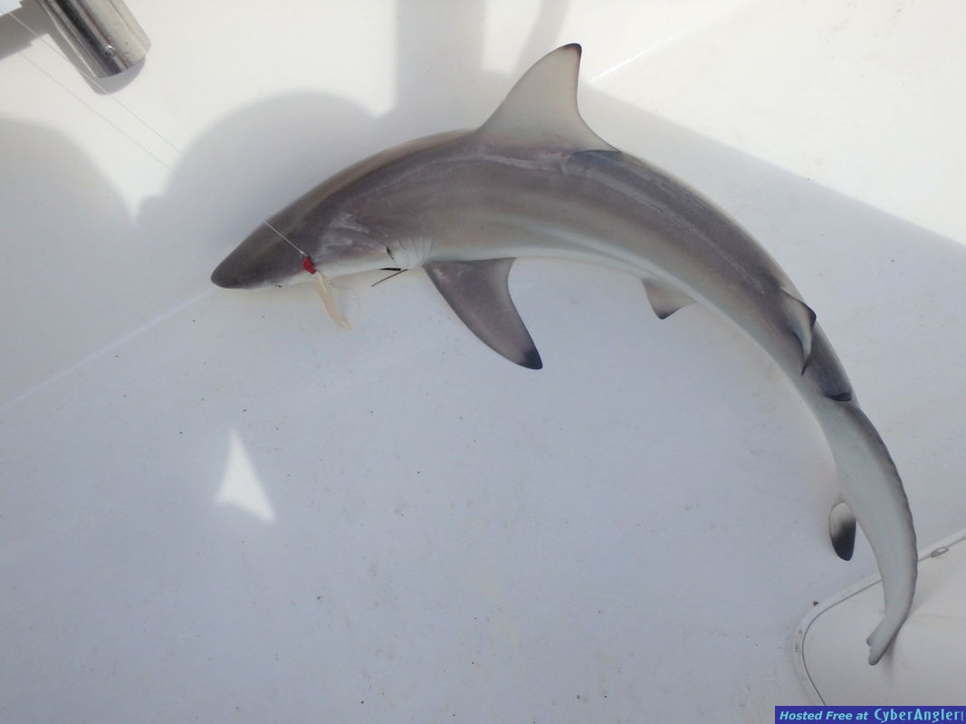 Shark_n_Hookup_2
