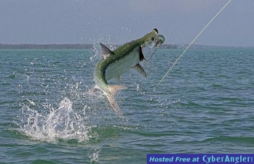 big_tarpon1