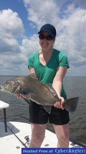 Black drum in the Mosquito Lagoon