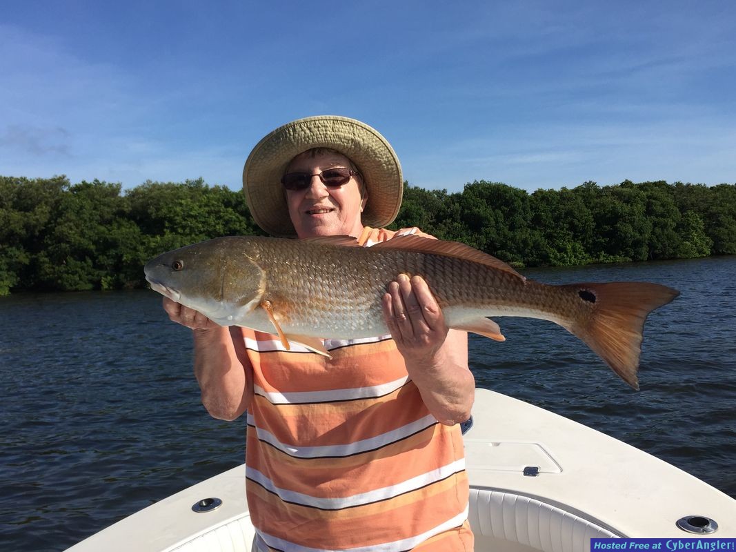 Tarpon, Snook, Redfish, Shark