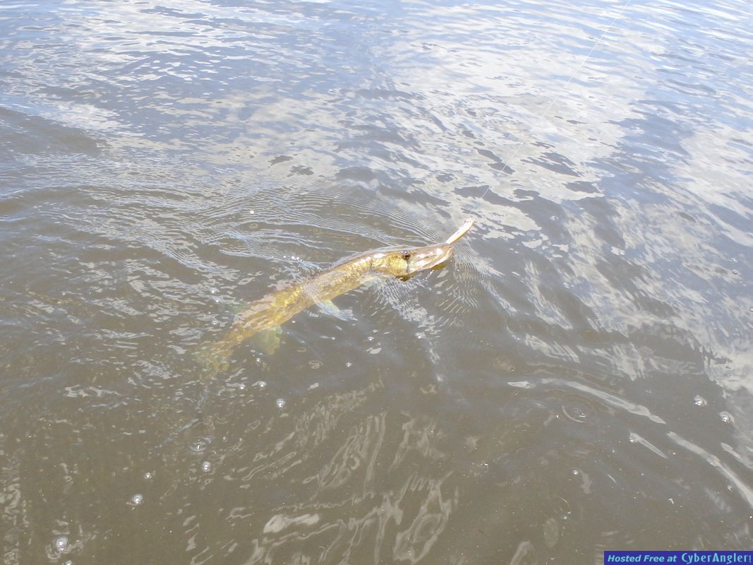 Pickerel_n_Rapala