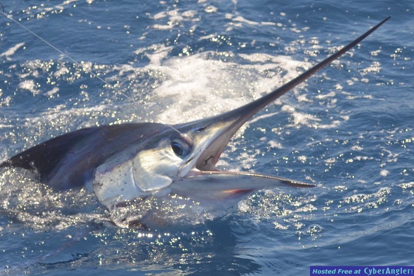 Click to Enlarge Photo