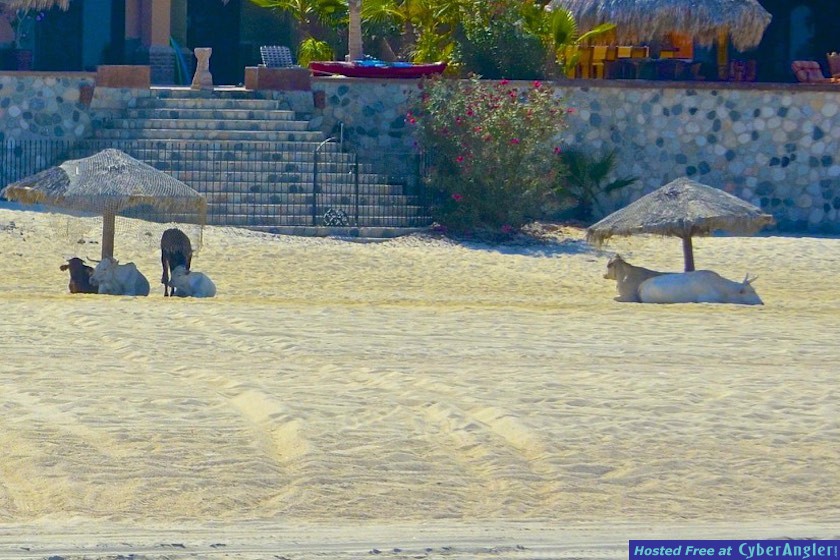 Click to Enlarge Photo