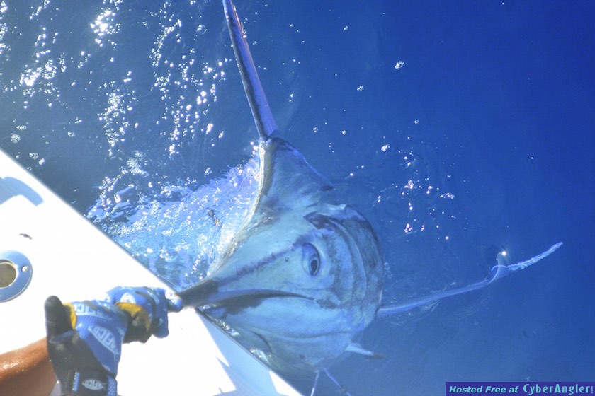 Click to Enlarge Photo